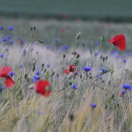 펜션 Koenigsstuhl Comfortable 괴렌